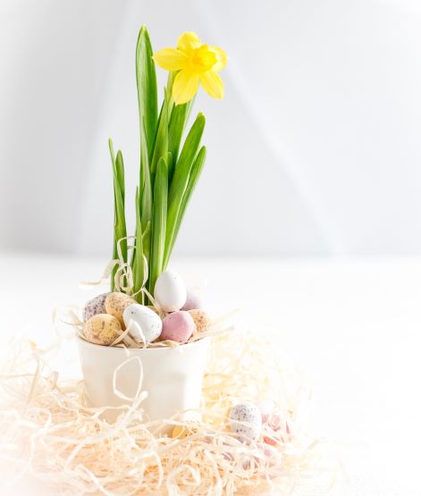 Jonquilles et oeufs de Pâques