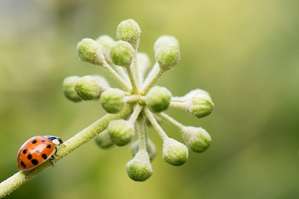 La bête à Bon Dieu vous débarrasse des pucerons de vos rosiers