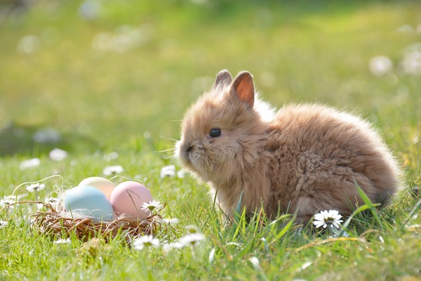 Pâques Voeux Avec Amour neveu lapin œuf Carte FREE POST