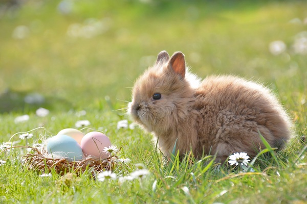 RÃ©sultat de recherche d'images pour "joyeuse paques 2019"