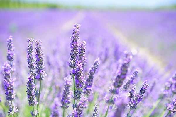 le plateau de Valensole