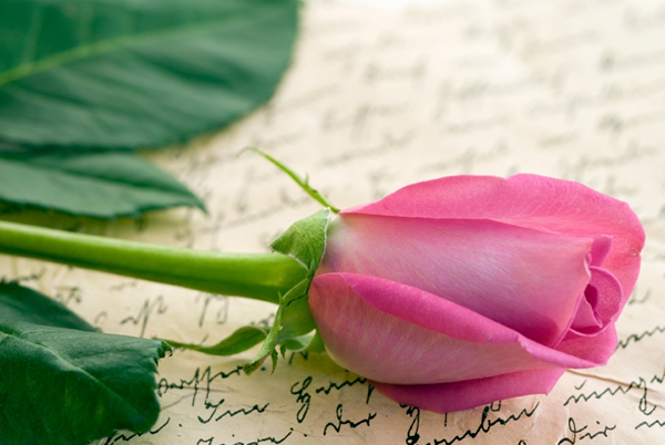 Une rose sur une lettre