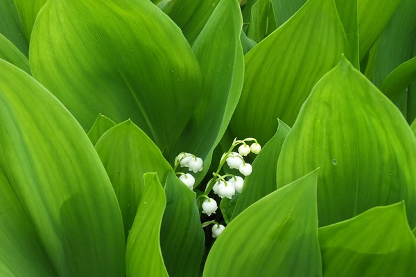 muguet de 1er mai