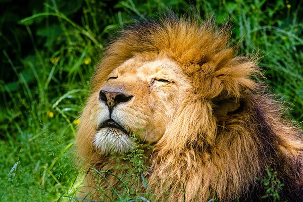 Un lion offre son visage au soleil