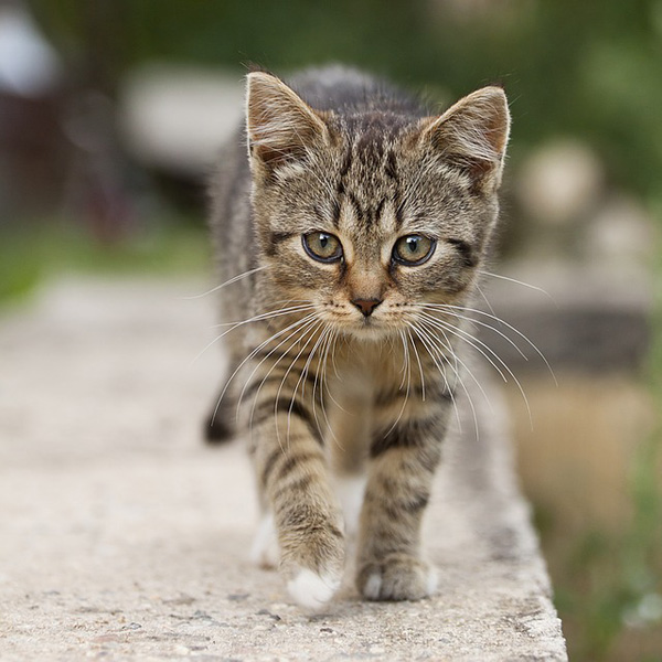 adorable chaton