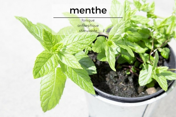 De la menthe dans un pot