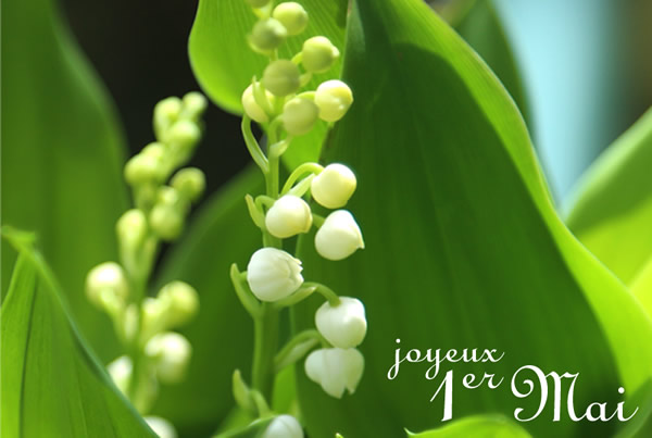 Muguet de 1er mai, fleur porte bonheur