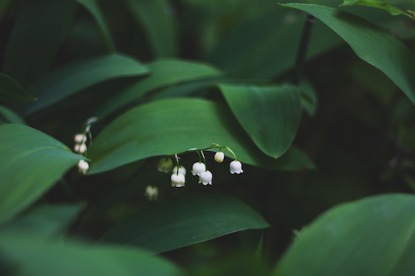 aaaFête du travail et du muguet... Tout savoir sur le sens du 1er Mai !