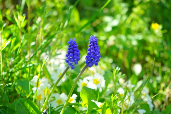 Muscari de printemps