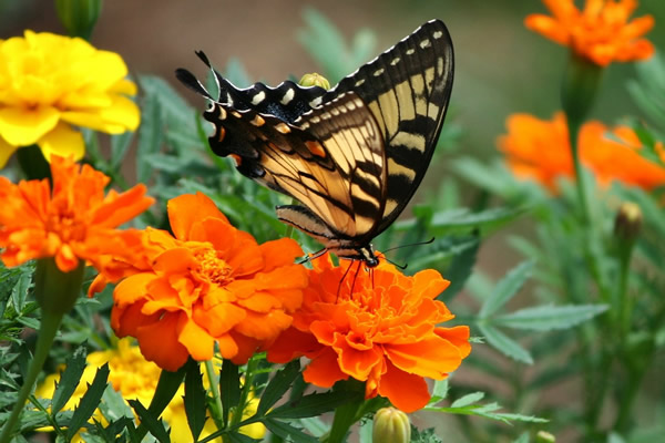Joli papillon sur des oeillets d'Inde