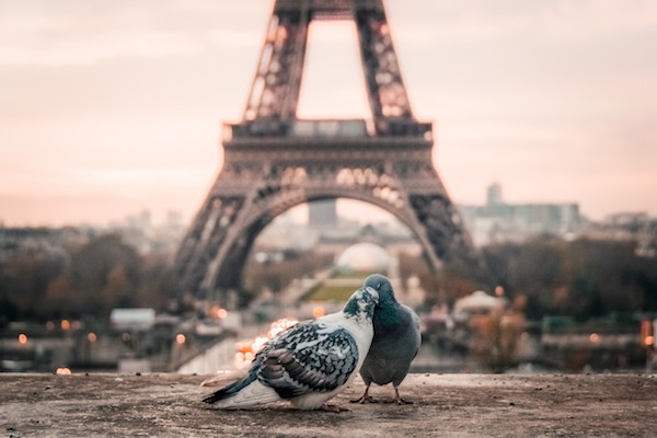 Couple d'oiseaux amoureux