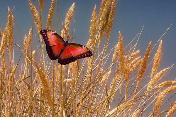 Papillon dans les blés