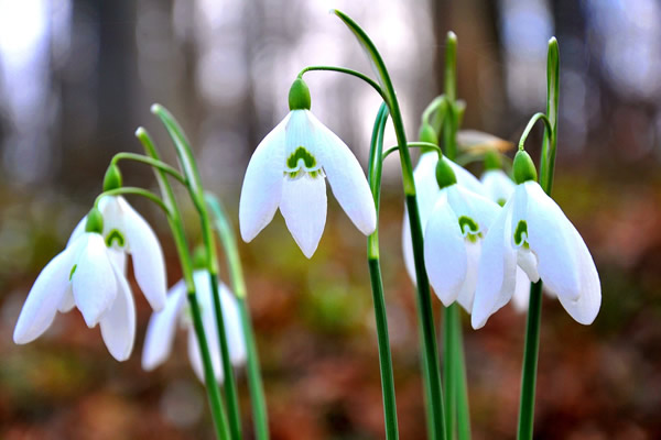 Perce-neige de printemps