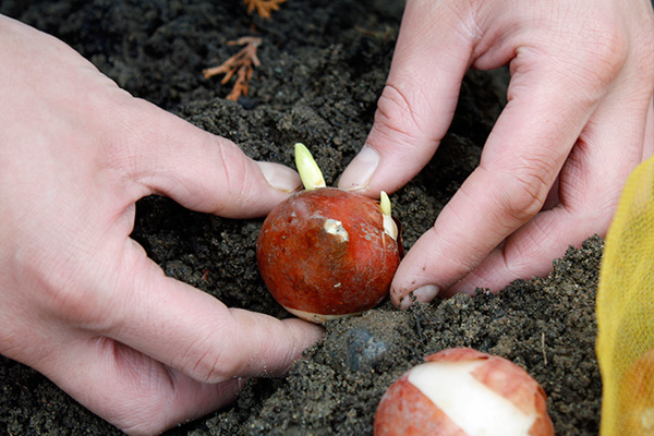 Plantez bulbes printanier en automne