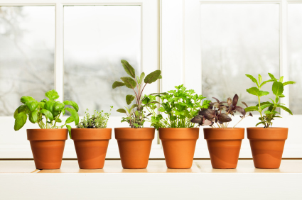 Systèmes d'arrosage: En été, ne laissez pas votre jardin et vos plantes  souffrir de la sécheresse