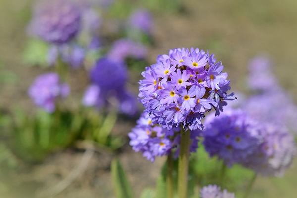 Célébrez l'arrivée du printemps !