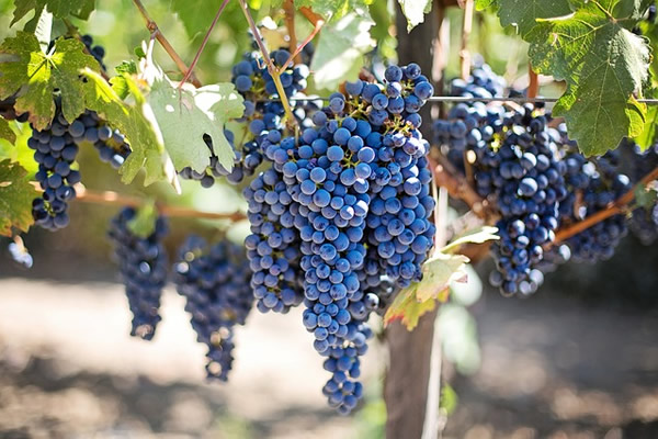 La vigne et le raisin pour le vin