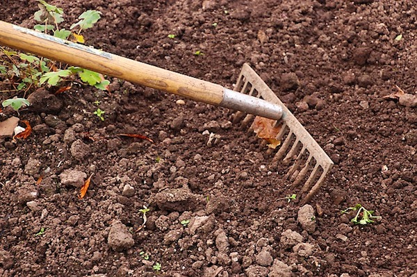 Passez le râteau sur les jeunes pousses de mauvaises herbes