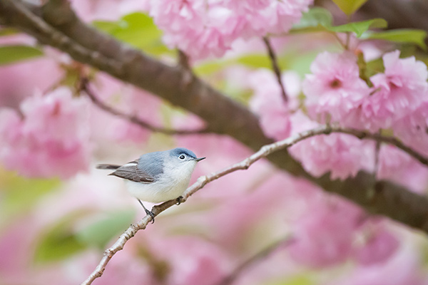 Un oiseau sur une branche de cerisier
