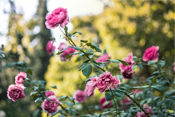 Magnifiques rosiers de couleur rose