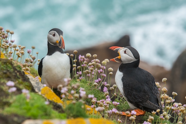 Puffin, Saltee Islands Ireland