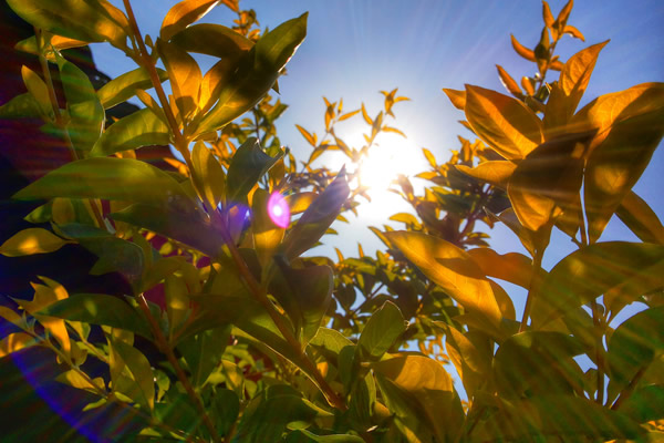 Le soleil dans le feuillage