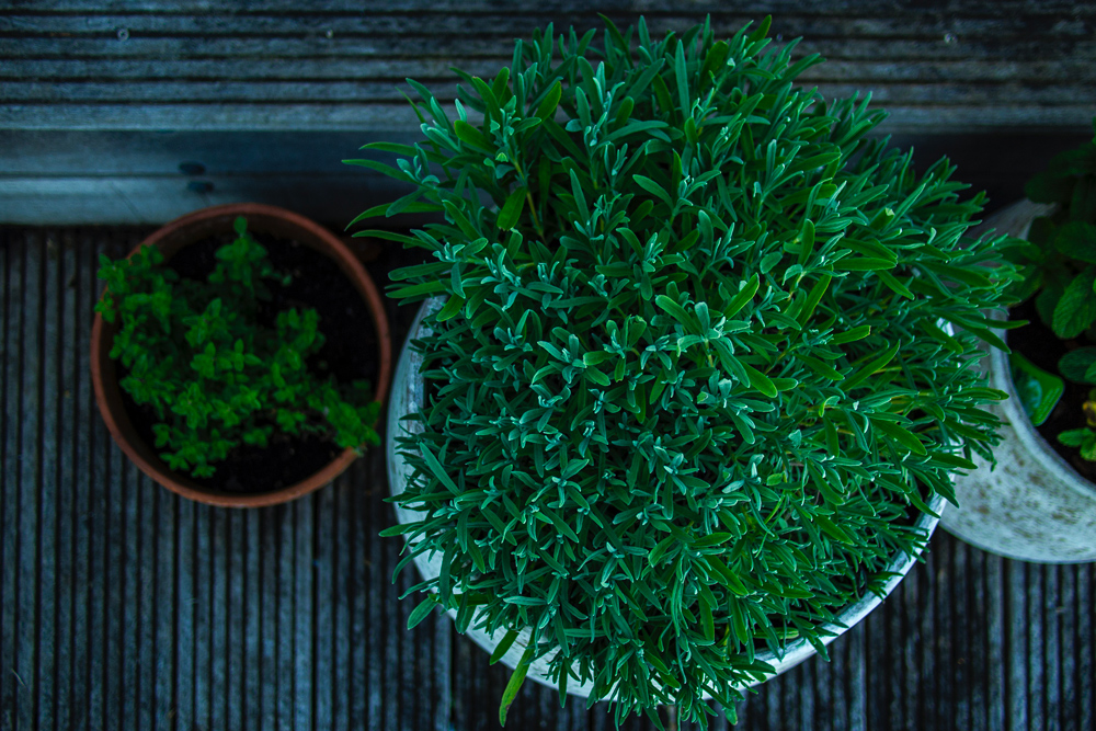 Pots sur terrasse