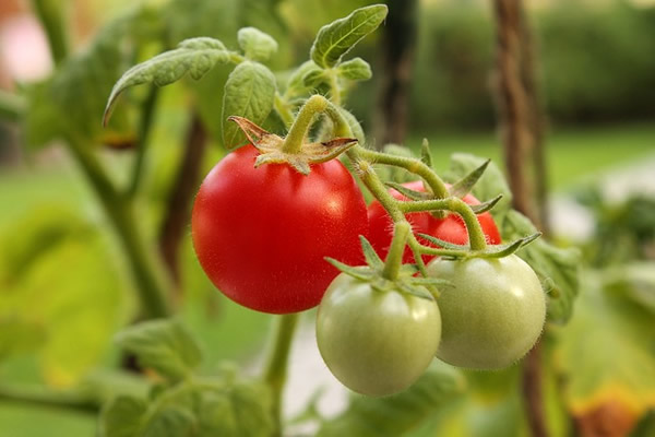 tomates du jardin