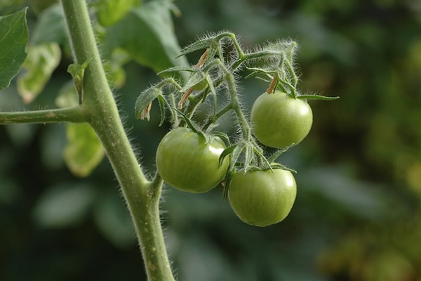 Confiture de tomates vertes, la recette