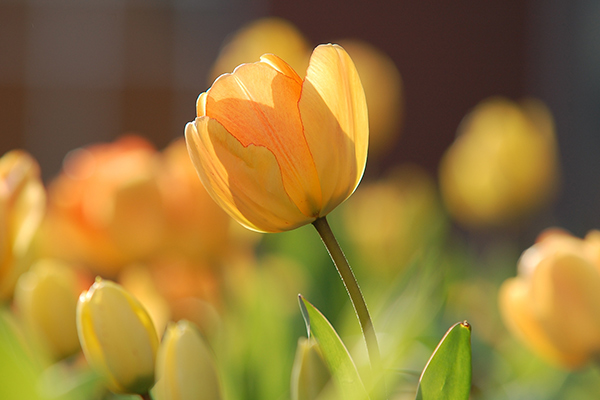 Des tulipes