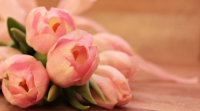 Des tulipes roses