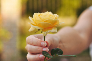 Une rose de couleur jaune